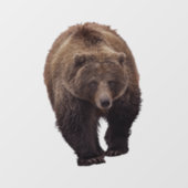 GRIZZLY BEAR FENSTER CLING FENSTERAUFKLEBER (Blatt)