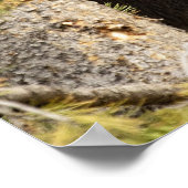 GRIZZLY BEAR FOTOGRAFIE POSTER (Ecke)