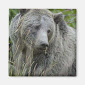 Grizzly_Bear_Fotografy_Art Magnet (Vorne)