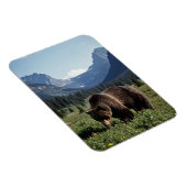 Grizzly Bear in Glacier National Park Travel Magnet (Rechte Seite)