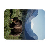 Grizzly Bear in Glacier National Park Travel Magnet (Horizontal)