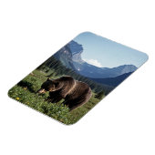Grizzly Bear in Glacier National Park Travel Magnet (Linke Seite)