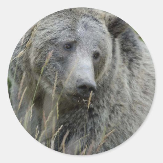 Grizzly_Bear_Lovers Runder Aufkleber (Vorderseite)