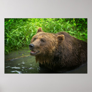 Grizzly Bear Nah-Up Poster