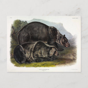 Grizzly Bear (Nordamerikanischer Braunbär) - Audub Postkarte