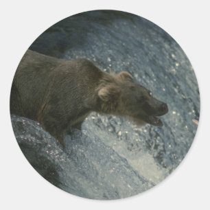 Grizzly Bear Picture Fishing for Lachs Runder Aufkleber
