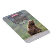 Grizzly Bear Plays With Sign Magnet (Rechte Seite)