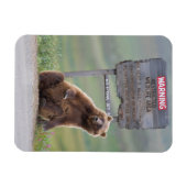 Grizzly Bear Plays With Sign Magnet (Horizontal)
