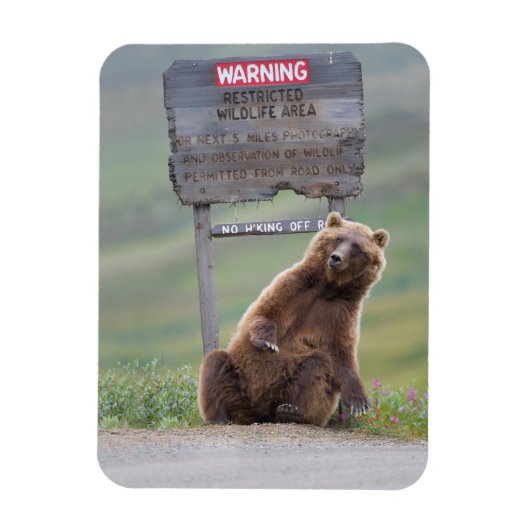 Grizzly Bear Plays With Sign Magnet (Vertikal)
