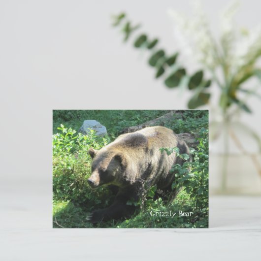 Grizzly Bear Postkarte (Stehend Vorderseite)