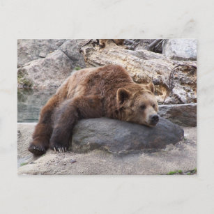 Grizzly Bear Ruhen auf dem Felsen Postkarte