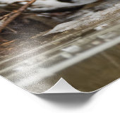 Grizzly Bear Walking Along River Fotodruck (Ecke)