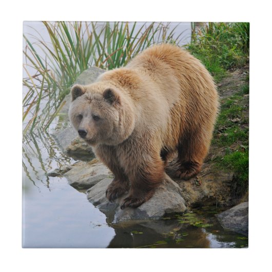 Grizzly Bear Wildlife Animal Fotografie Fliese (Vorderseite)