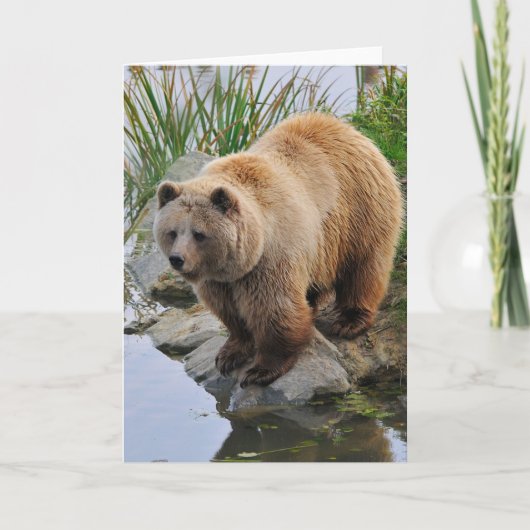 Grizzly Bear Wildlife Animal Fotografie Karte (Vorderseite)