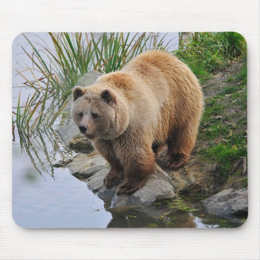 Grizzly Bear Wildlife Animal Fotografie Mousepad (Vorne)