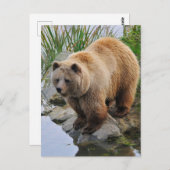 Grizzly Bear Wildlife Animal Fotografie Postkarte (Vorne/Hinten)