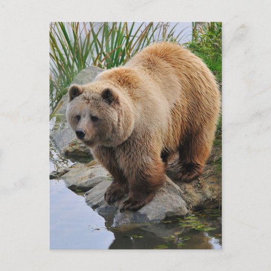 Grizzly Bear Wildlife Animal Fotografie Postkarte (Vorderseite)