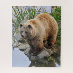 Grizzly Bear Wildlife Animal Fotografie Puzzle