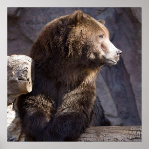 Grizzly Brown Bär, Naturewall Poster