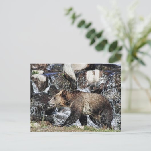 Grizzly Cub Postkarte (Stehend Vorderseite)