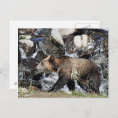 Grizzly Cub Postkarte (Vorne/Hinten)