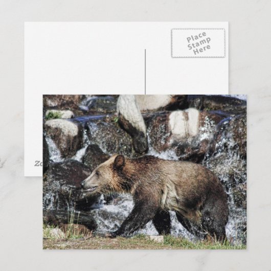 Grizzly Cub Postkarte (Vorne/Hinten)