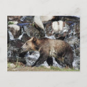 Grizzly Cub Postkarte (Vorderseite)
