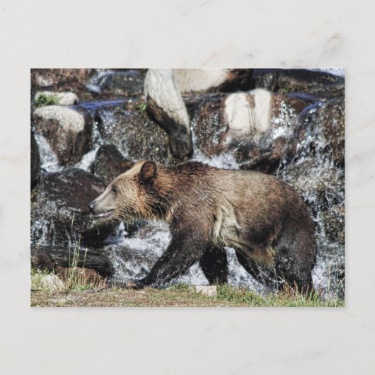 Grizzly Cub Postkarte (Vorderseite)