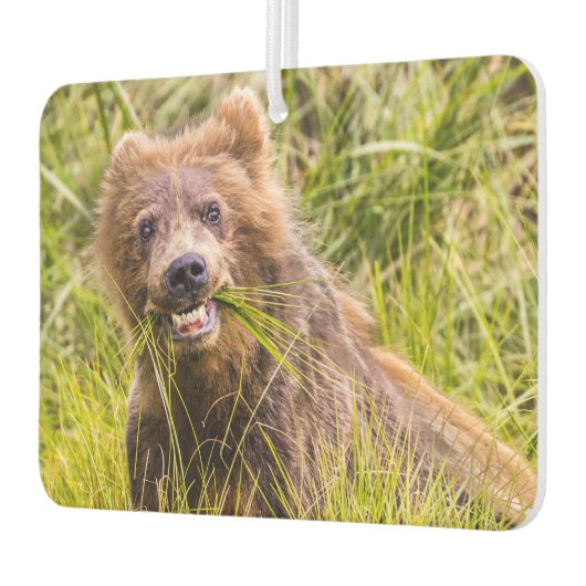 Grizzly cuzing, Alaska Autolufterfrischer (Links)