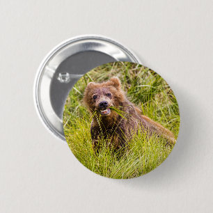 Grizzly cuzing, Alaska Button
