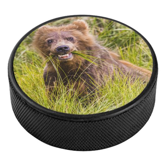 Grizzly cuzing, Alaska Eishockey Puck (3/4)