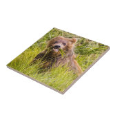 Grizzly cuzing, Alaska Fliese (Seite)