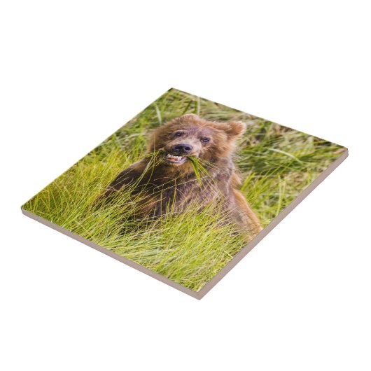 Grizzly cuzing, Alaska Fliese (Seite)