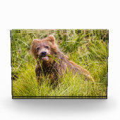 Grizzly cuzing, Alaska Fotoblock (Vorderseite)
