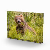 Grizzly cuzing, Alaska Fotoblock (Rechts)