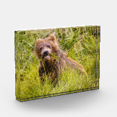 Grizzly cuzing, Alaska Fotoblock (Links)