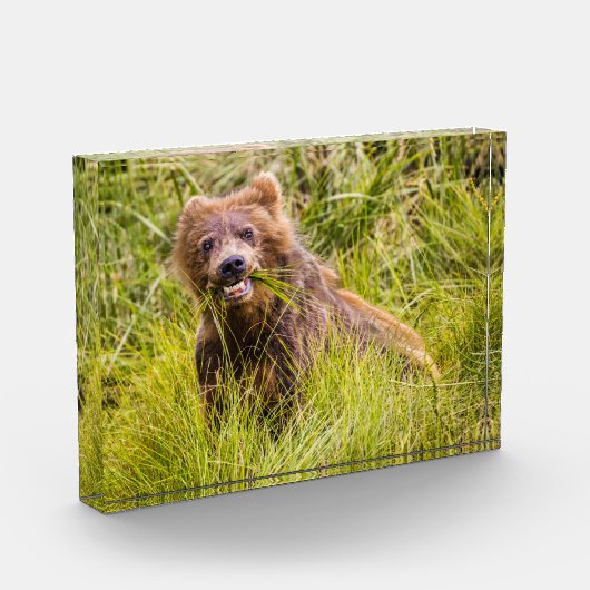 Grizzly cuzing, Alaska Fotoblock (Links)