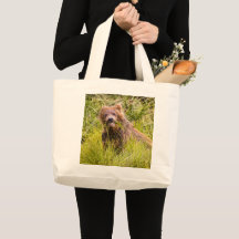 Grizzly cuzing, Alaska