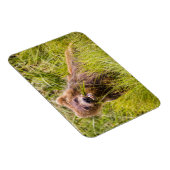 Grizzly cuzing, Alaska Magnet (Rechte Seite)