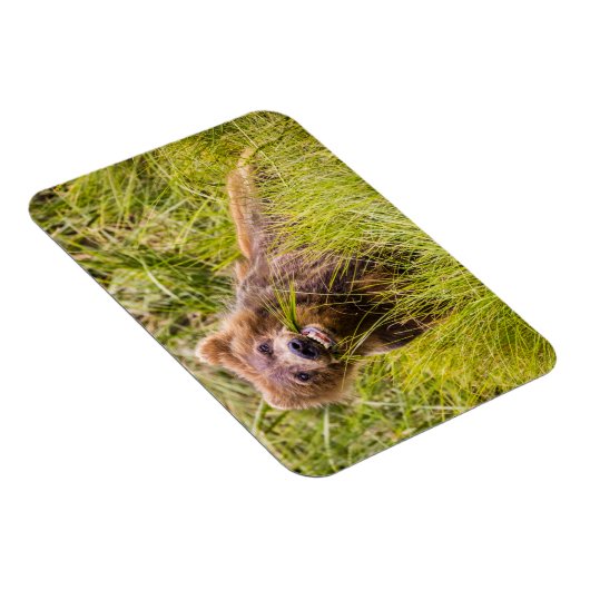 Grizzly cuzing, Alaska Magnet (Rechte Seite)