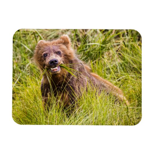 Grizzly cuzing, Alaska Magnet (Horizontal)