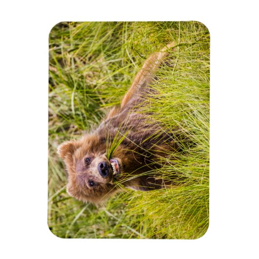 Grizzly cuzing, Alaska Magnet (Vertikal)