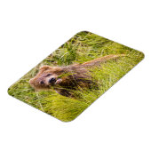 Grizzly cuzing, Alaska Magnet (Linke Seite)