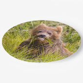 Grizzly cuzing, Alaska Pappteller (Schrägansicht)