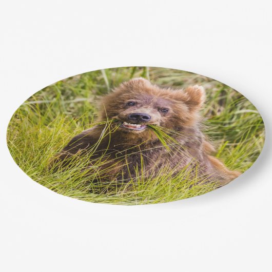 Grizzly cuzing, Alaska Pappteller (Schrägansicht)