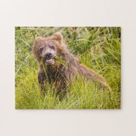 Grizzly cuzing, Alaska Puzzle