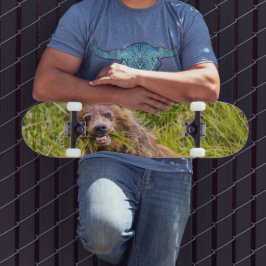 Grizzly cuzing, Alaska Skateboard