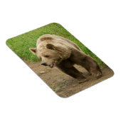 Grizzly Magnet (Rechte Seite)