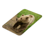 Grizzly Magnet (Linke Seite)