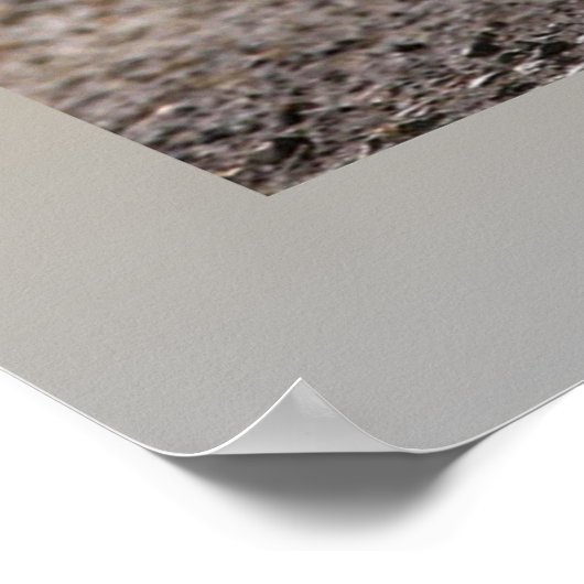 Grizzly Poster (Ecke)